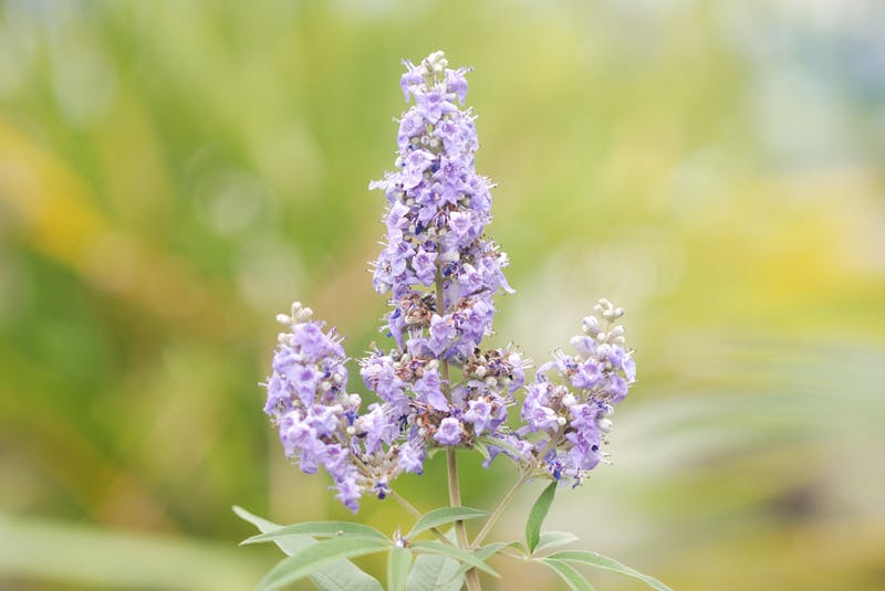 purple flower growing